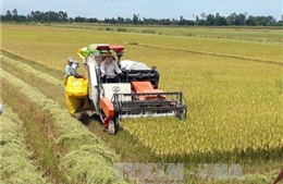  Lúa Hè Thu tại Trà Vinh: Thắng cả sản lượng và lợi nhuận 